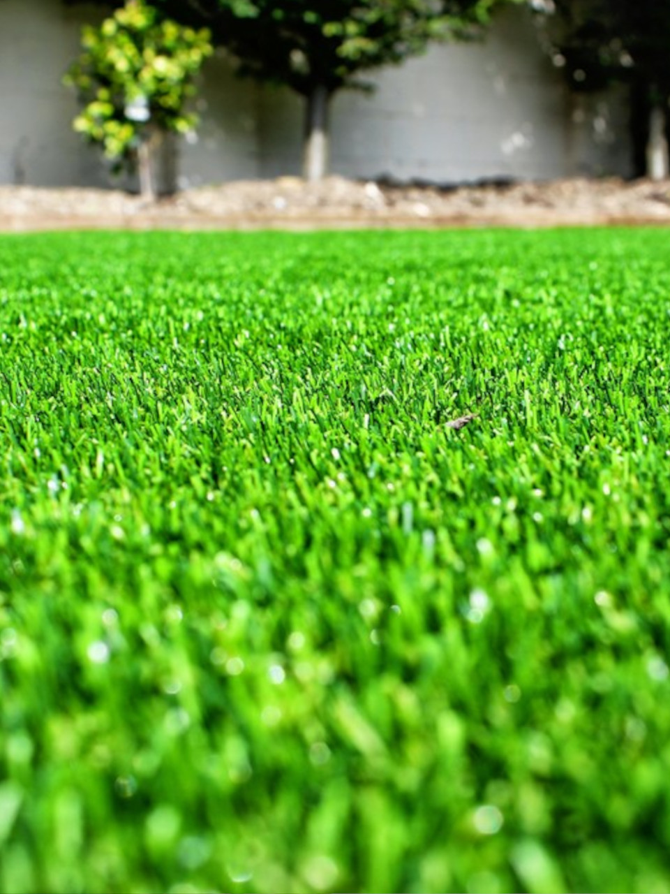 lawn